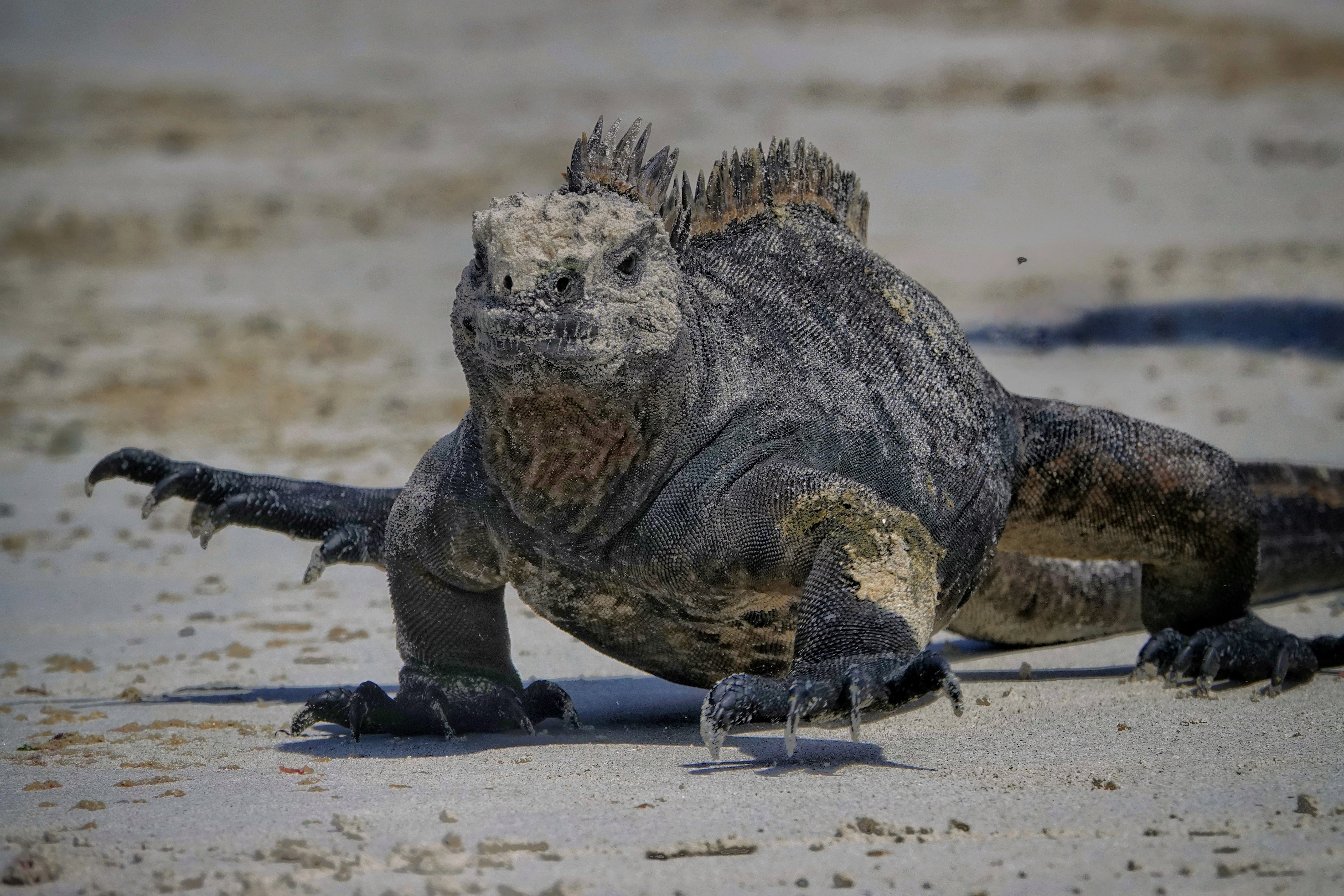 Iguane marin